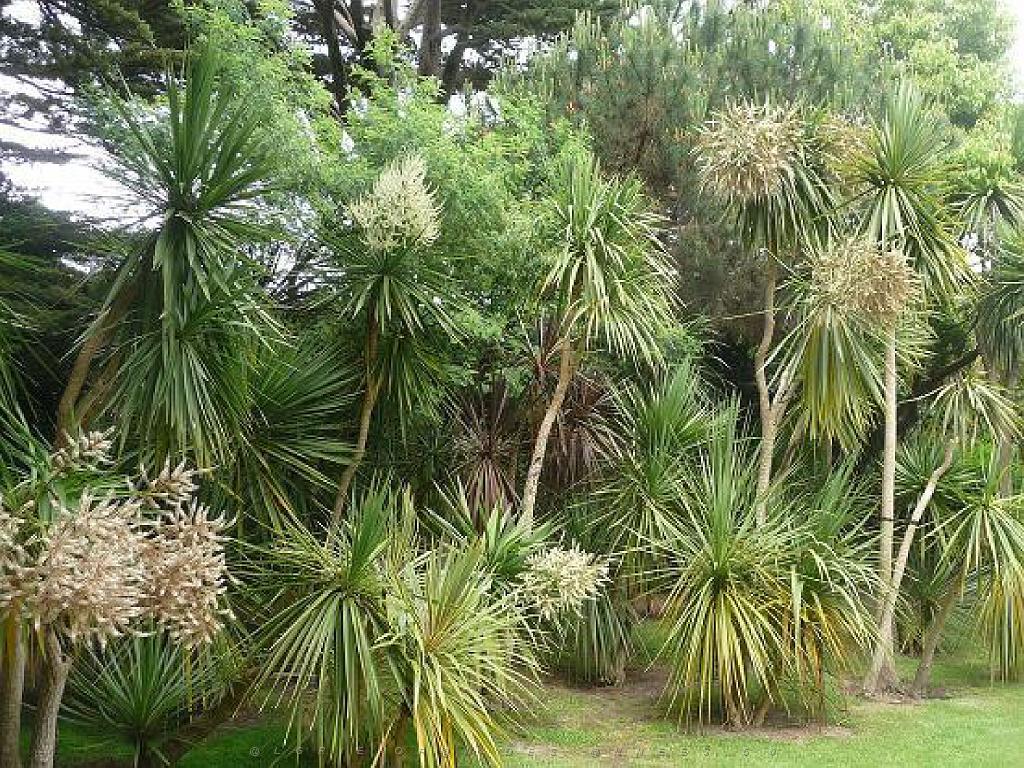 131 Ile de Batz Jardin Georges Delaselle_000019.jpg